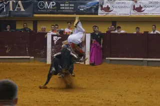 Alba de Tormes celebra un nuevo concurso de cortes | Juanes