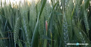 CEREALES MAYO ROSA F (6)