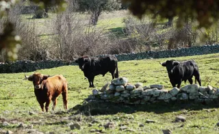 Ganaderías Valrubio y Valdeflores (25)