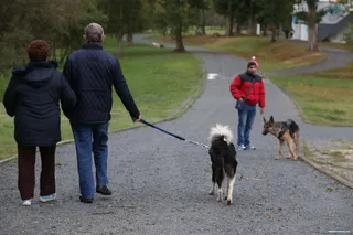 Pasear perro
