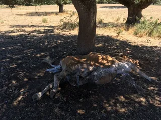 Los buitres matan a una vaca y un becerro en Villares de Yeltes