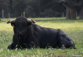 Ganadería Montalvo