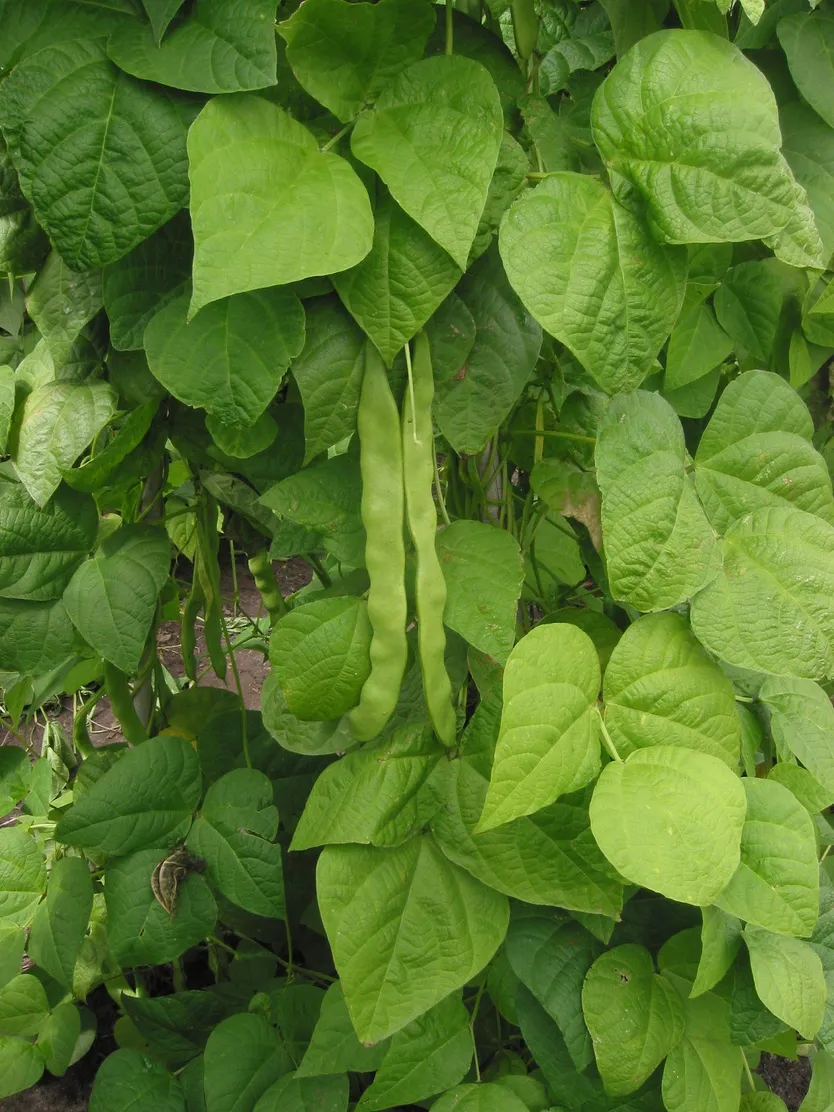 Judia Phaseolus vulgaris