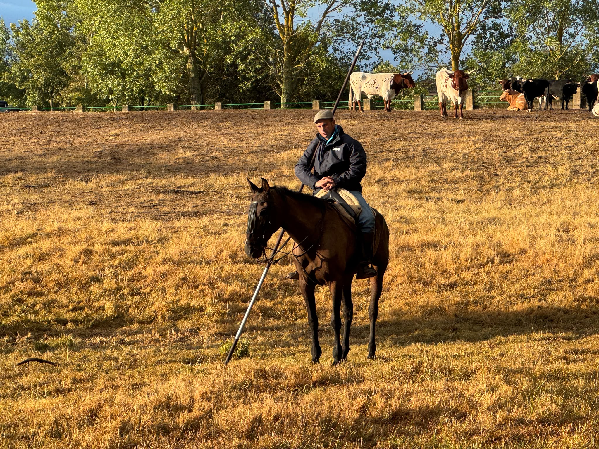 Encierro a Caballo De Novillos De La Campana En Aldead&aacute;vila De La Ribera. Salamanca24horas (4)