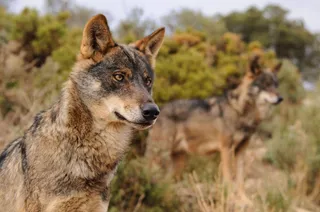 Lobos. FOTO EP