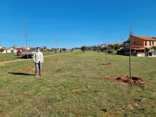 Plantación árboles (2)