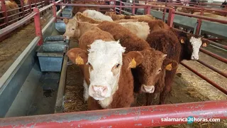 Terneros en el Mercado de Ganados. FOTO S24H