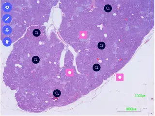 ‘Las imágenes interactivas como herramienta de apoyo para la adquisición de las competencias prácticas de la histología especial’