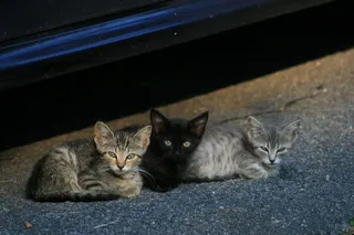 GATOS