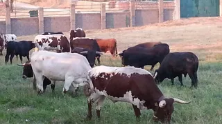 Toros en el campo de Aldeadávila de la Ribera