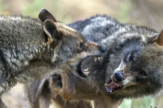 Lobos. Ical