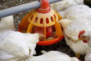 Gallinas y pollos comiendo | Europa Press