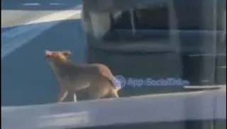 Un perro persigue el coche de sus dueños después de que lo abandonen en plena carretera