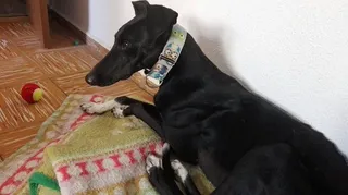 Los veterinarios advierten de la obligatoriedad de vacunar contra la rabia a las mascotas una vez al año