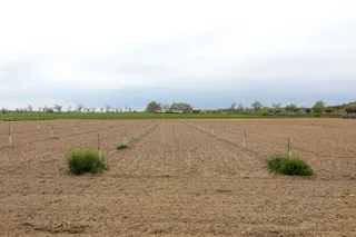 Campo con cultivos