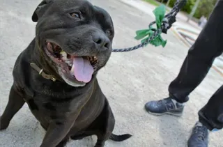 ¿Qué pasa si tengo un perro de raza "peligrosa"?