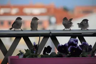 Gorrión común en una terraza de Salamanca. Imagen Javier S.Fraile