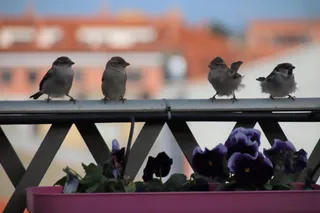 Gorrión común en una terraza de Salamanca. Imagen Javier S.Fraile