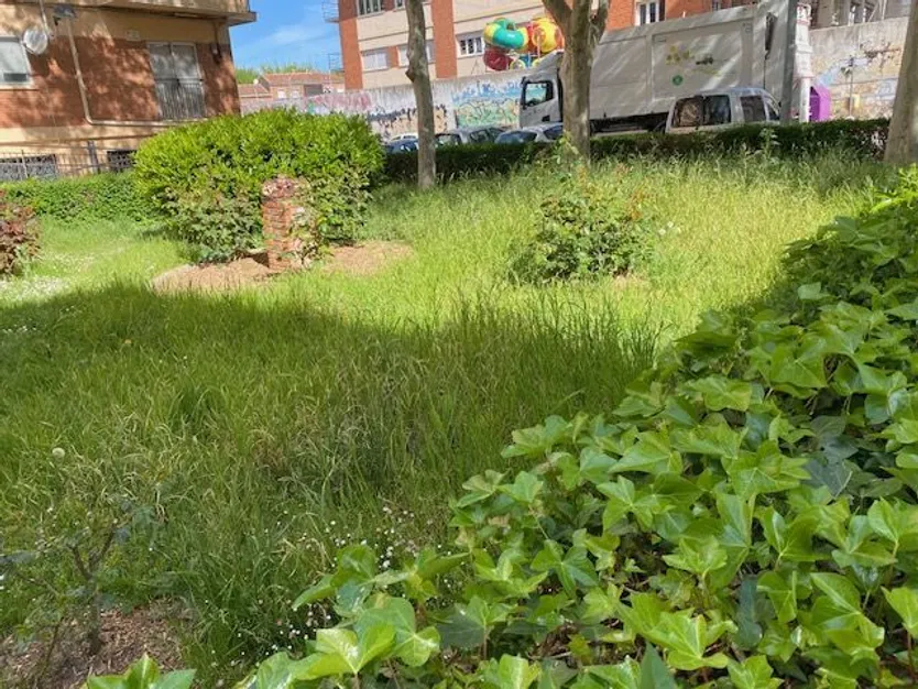 Vecinos del Carmen y Nicar denuncian abandono de jardines y maleza sin podar