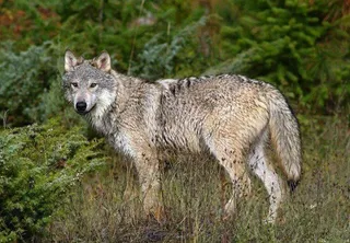 Lobo