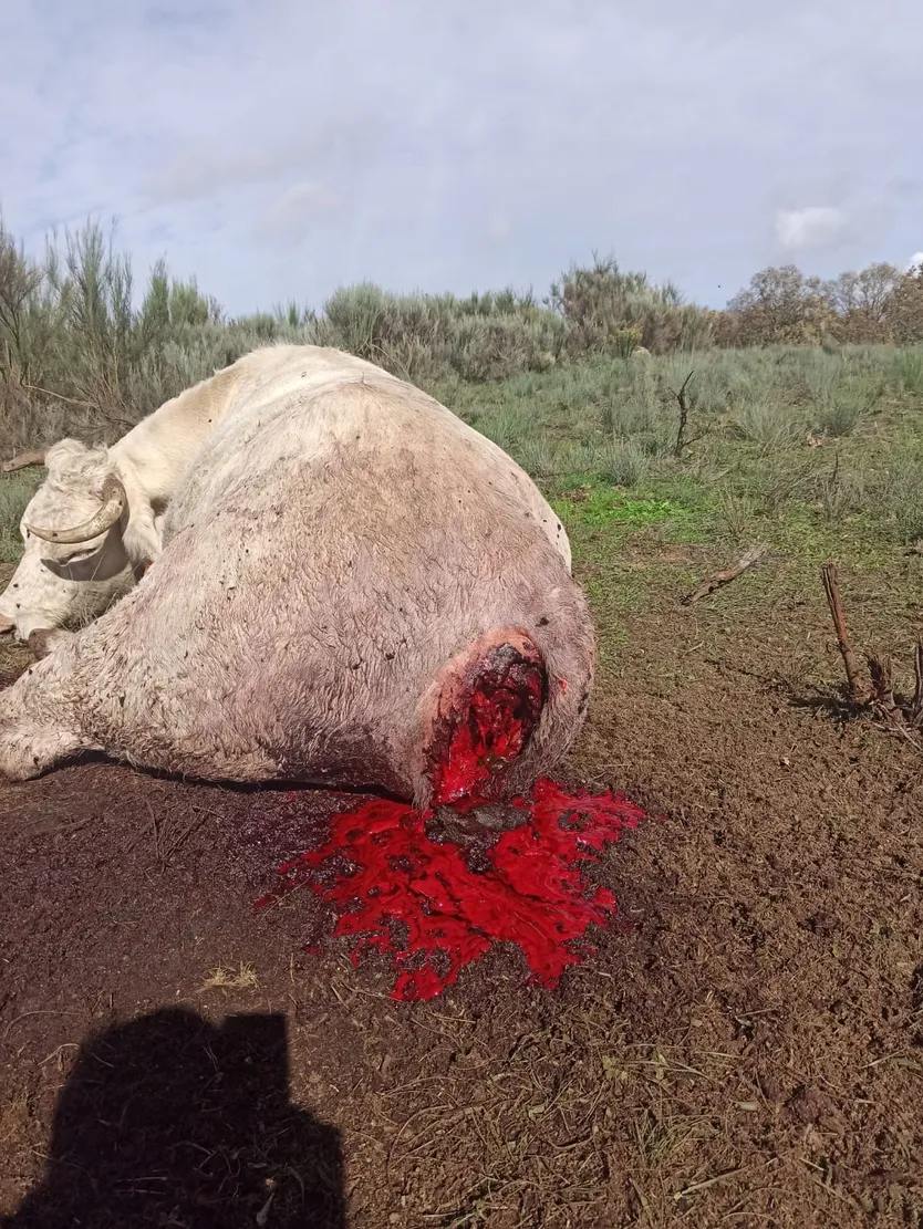 Vaca tras ser atacada por los buitres