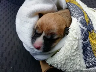 Un cachorro rescatado. Foto de Archivo