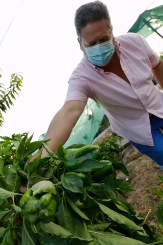 Un agricultor cultiva pimientos en una huerta. | EP