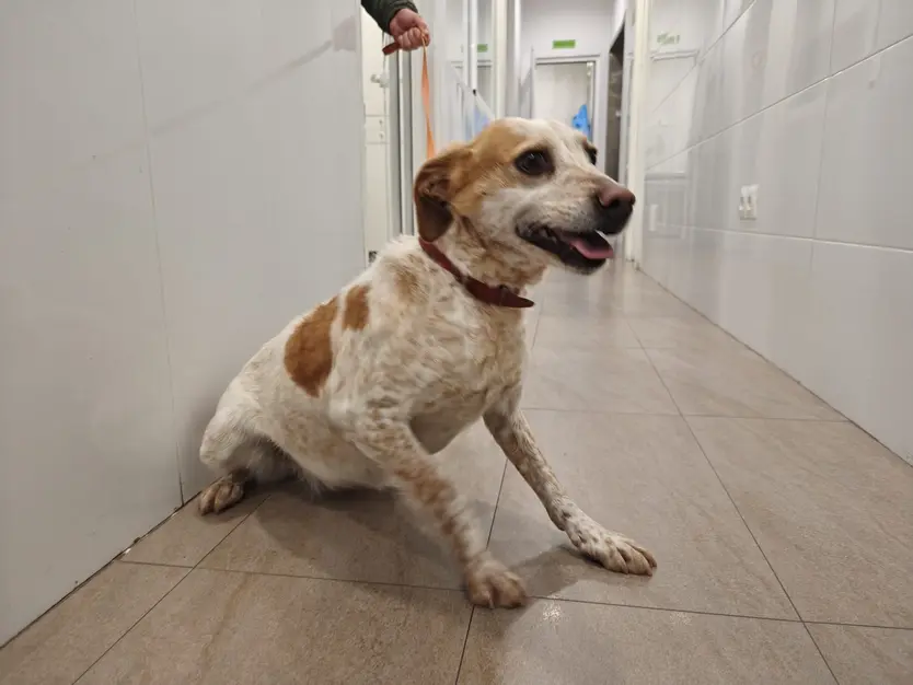 Veterinaria Canina Mundo Animal. S24H.