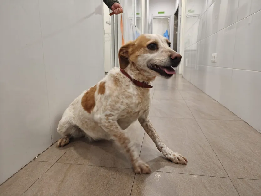 Veterinaria Canina Mundo Animal. S24H.