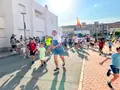 Encierro de minibueyes en Guijuelo