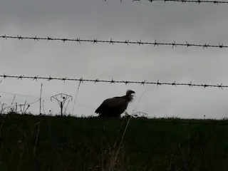 El buitre leonado continúa por la zona de Valcuevo