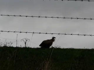 El buitre leonado continúa por la zona de Valcuevo