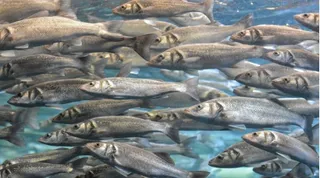 Acuicultura. Foto CSIC