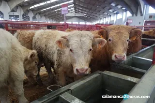 Mercado vacuno
