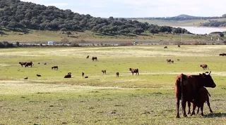 Ganadería extensiva. Foto EP