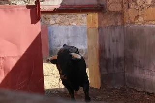 Feria Taurina de Salamanca 2016: Sorteo de la novillada con picadores