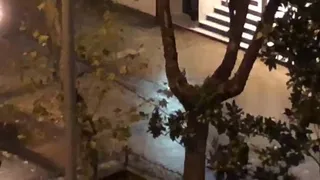 Estorninos1