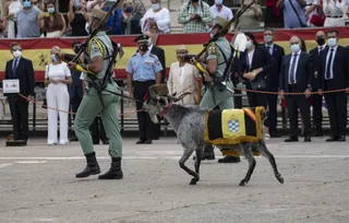 Dos legionarios pasean con la cabra de la legión durante el acto del 101 aniversario de la fundación del Tercio de la Legión de Ceuta EP