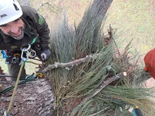 Agentes medioambientales del Grupo de Intervenciones en Altura reparan un nido de cigüeña negra (2)