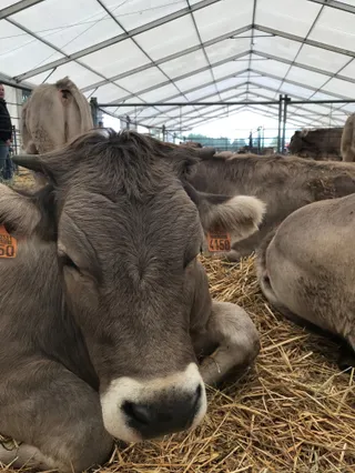 Vaca, ganado, feria, vacuno, imagen de recurso