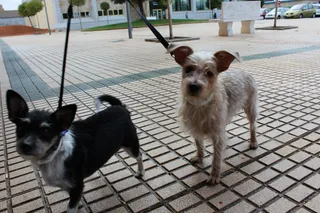 Cuarta jornada del taller canino en Villares de la Reina
