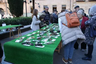 Exposición de setas