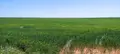 Campo de trigo 