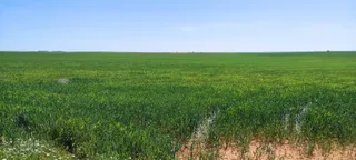 Campo y trigo (2)