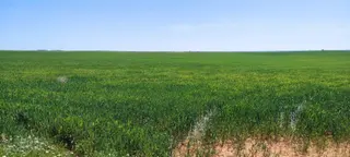 Campo de trigo