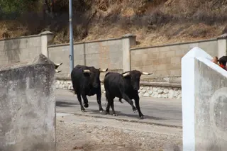 Encierro y vaquilla en Saucelle