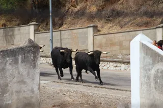 Encierro y vaquilla en Saucelle