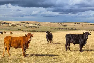 Vacas