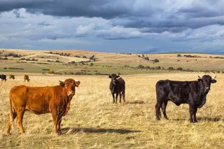 Vacas ecológicas