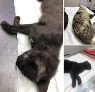 Imágenes facilitadas por la Asociación Adopta una vida